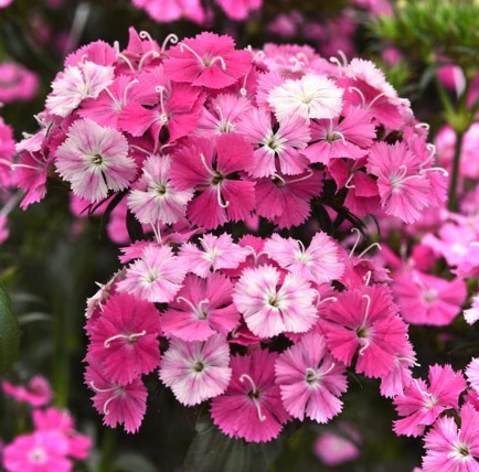 Dianthus - Amazon™ Rose Magic