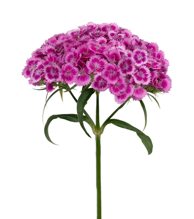 Dianthus - Barcelona Purple