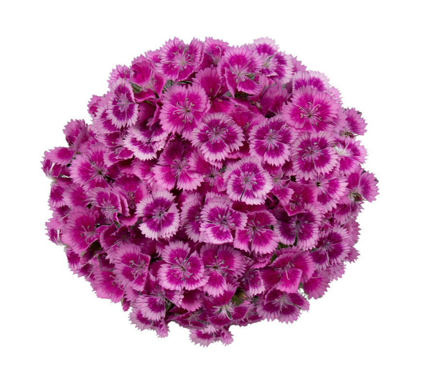 Dianthus - Barcelona Purple