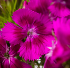 Dianthus - Barcelona Purple