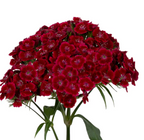 Dianthus - Barcelona Red