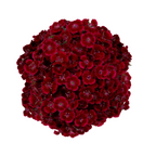 Dianthus - Barcelona Red