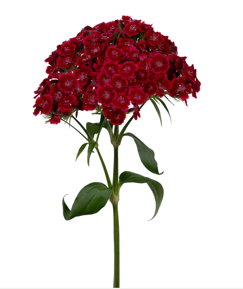 Dianthus - Barcelona Red