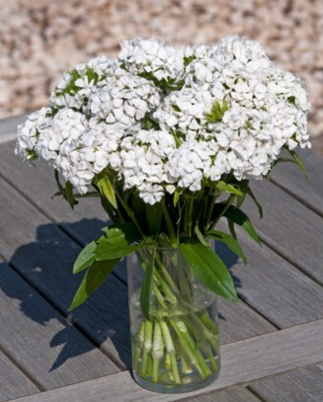 Dianthus - Hollandia White
