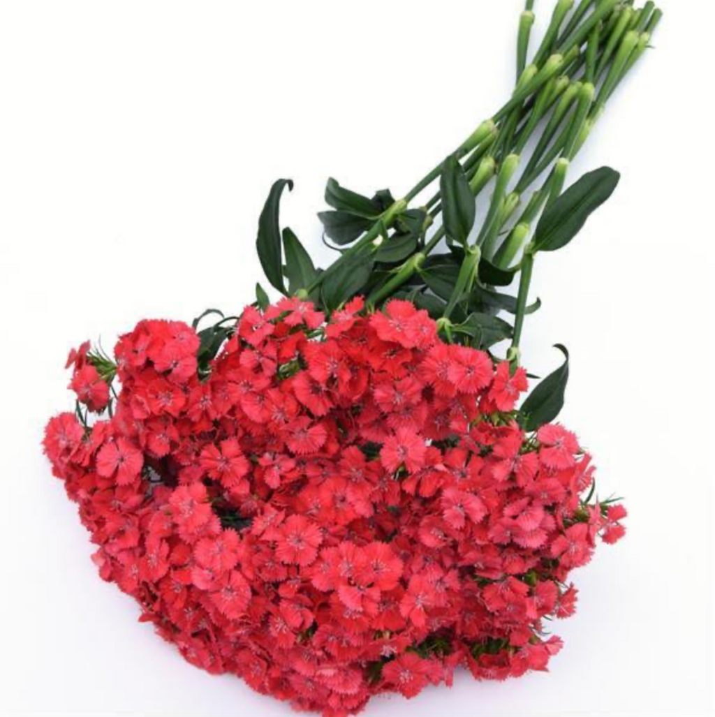 Dianthus - Sweet Coral