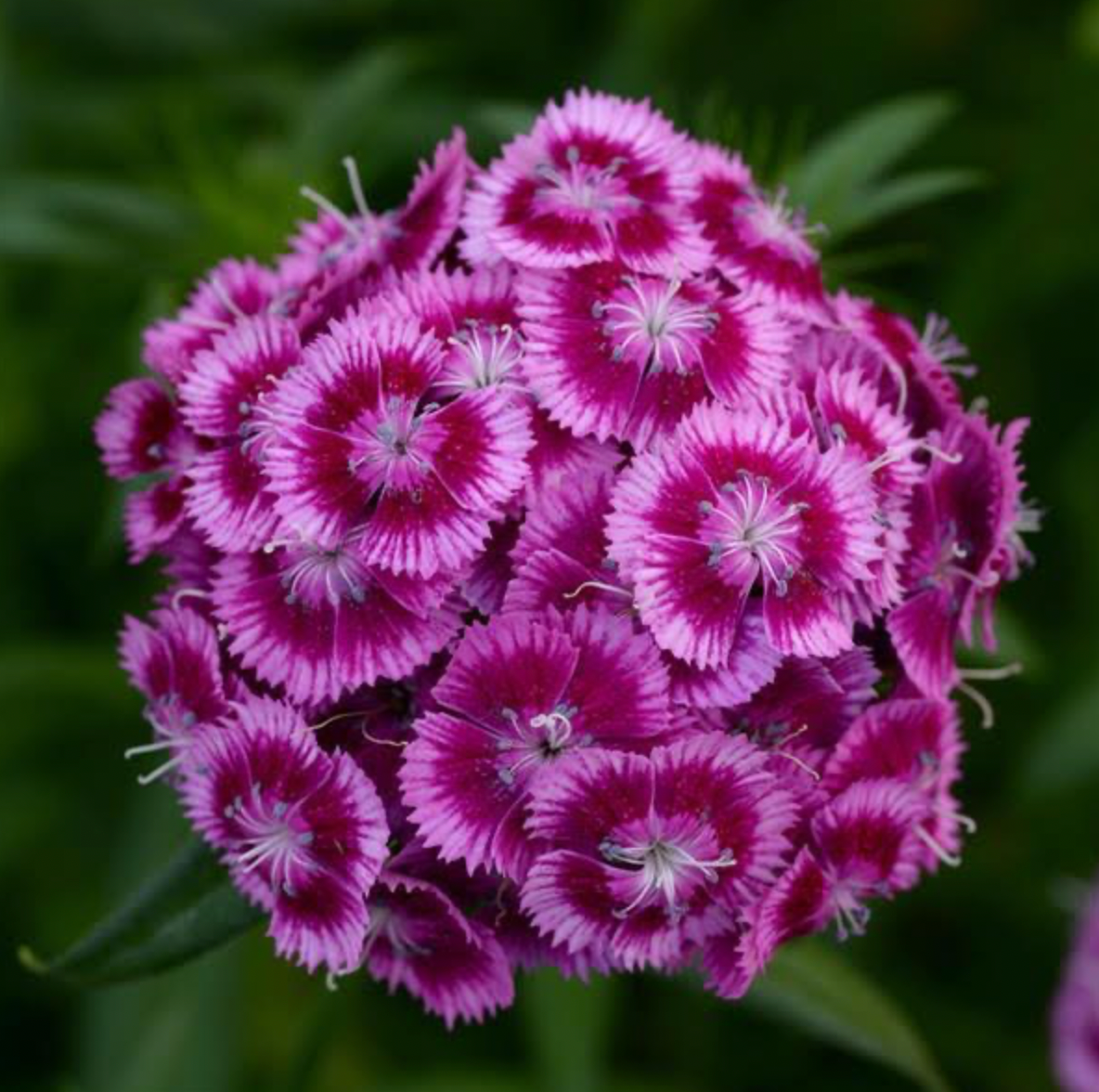 Dianthus - Sweet Magenta Bicolour