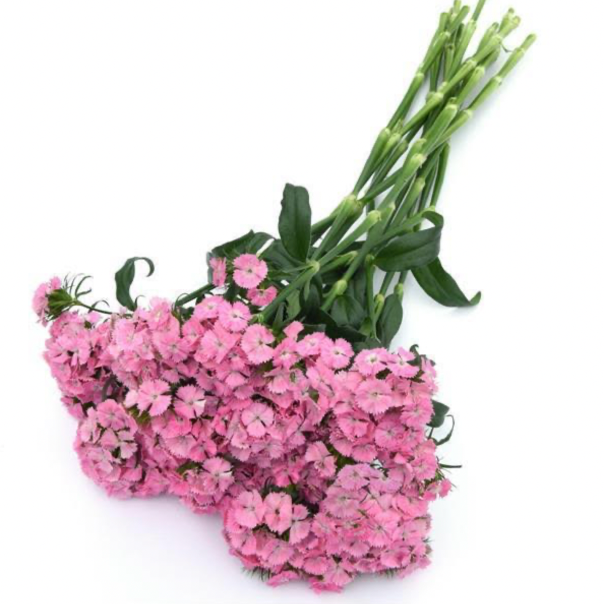Dianthus - Sweet Pink Magic