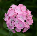 Dianthus - Sweet Pink
