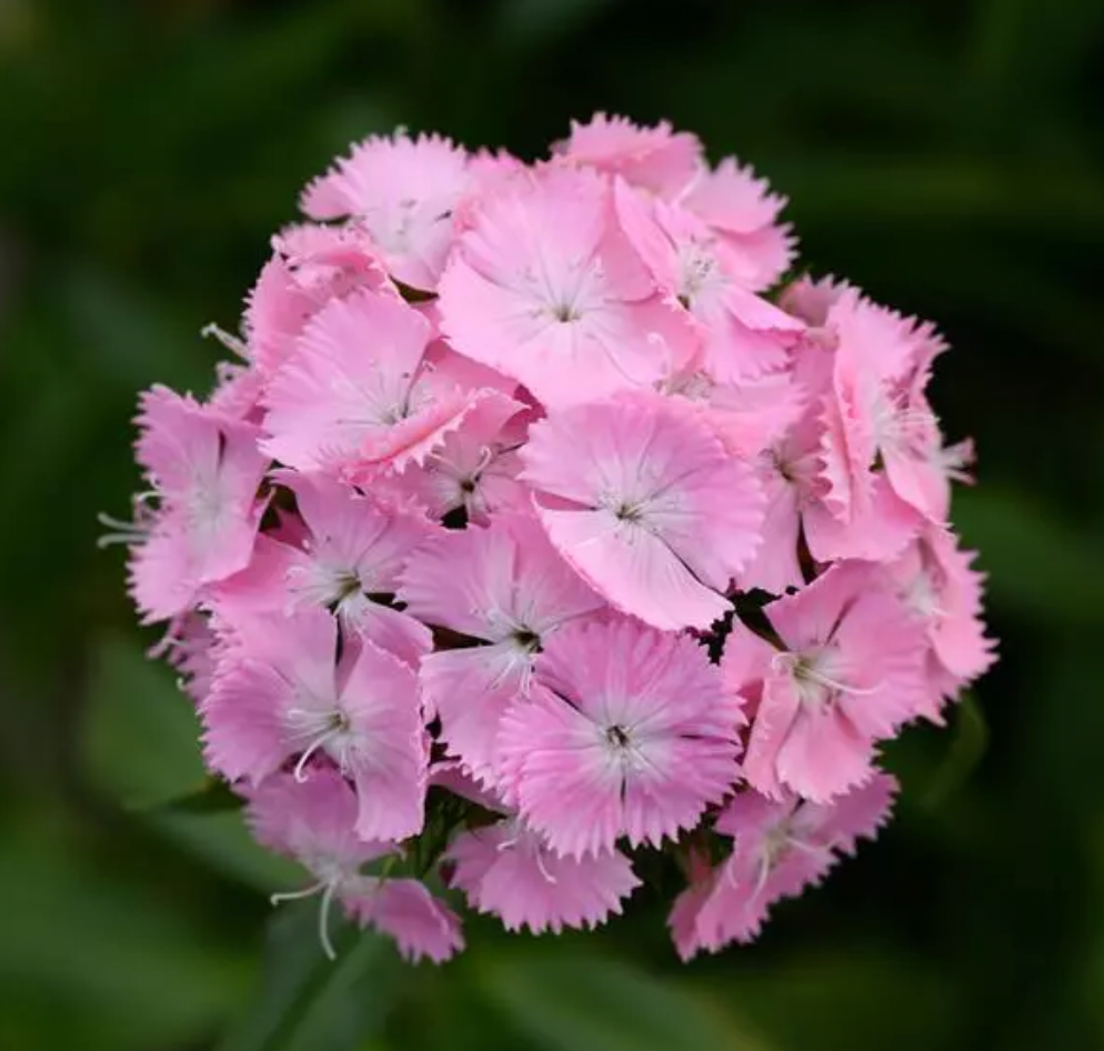 Dianthus - Sweet Pink