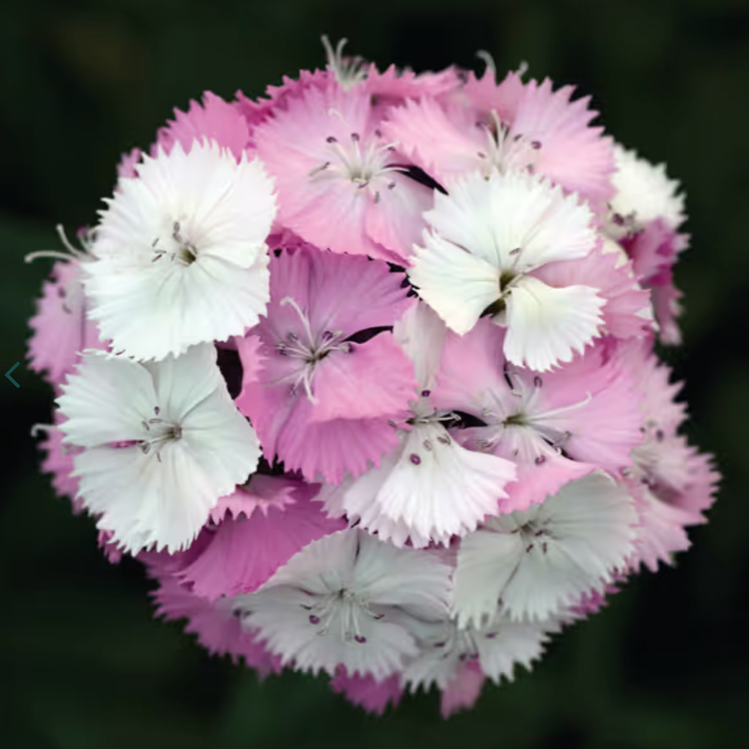 Dianthus - Sweet Pink Magic