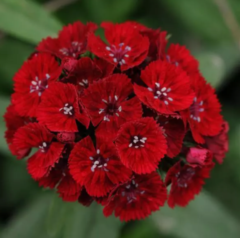 Dianthus - Sweet Red