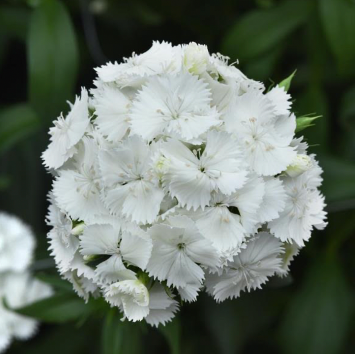 Dianthus - Sweet White