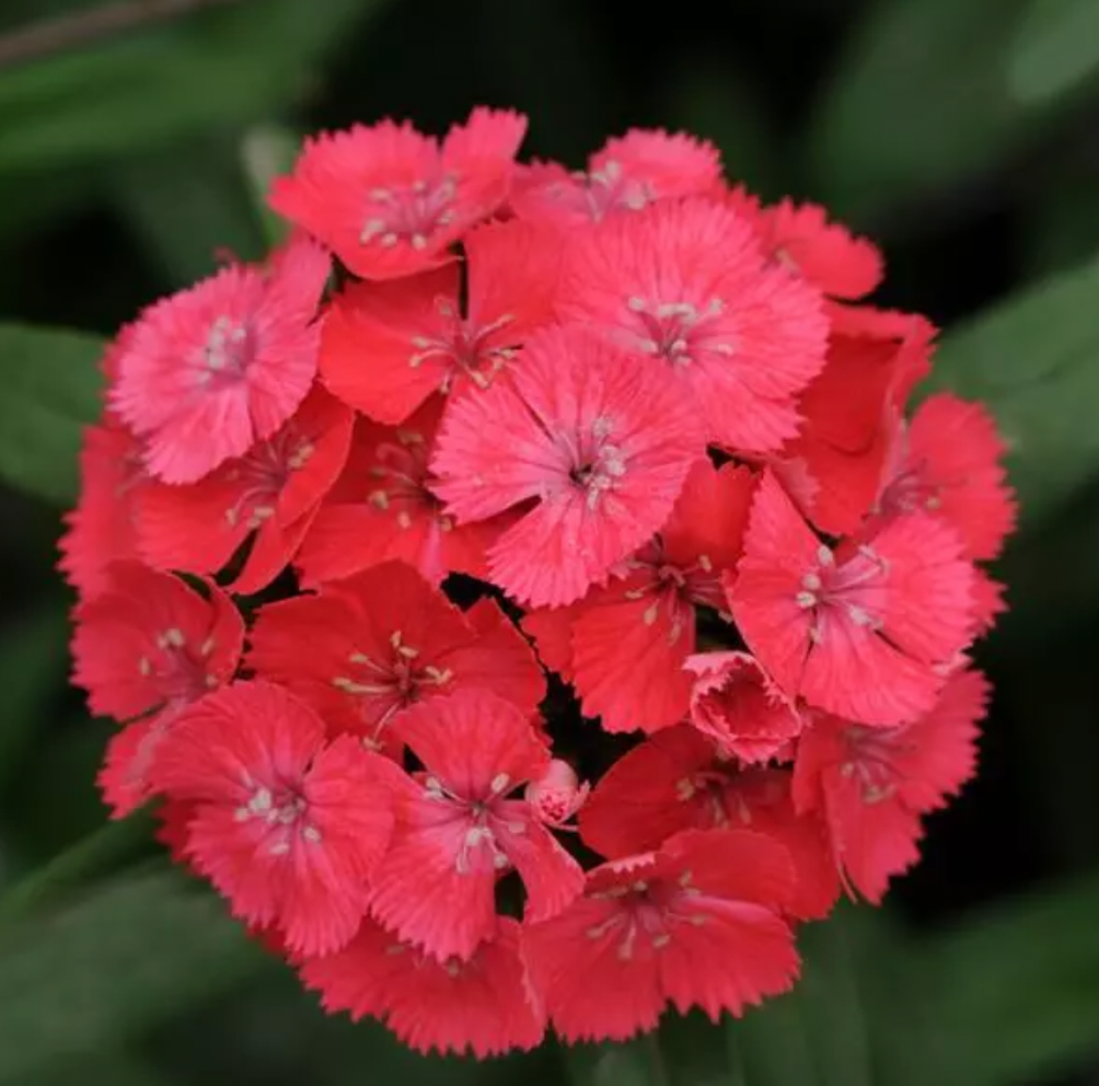 Dianthus - Sweet Coral