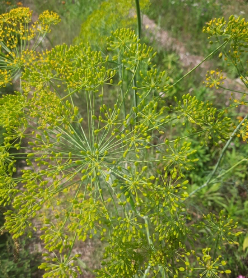Dill - Bouquet