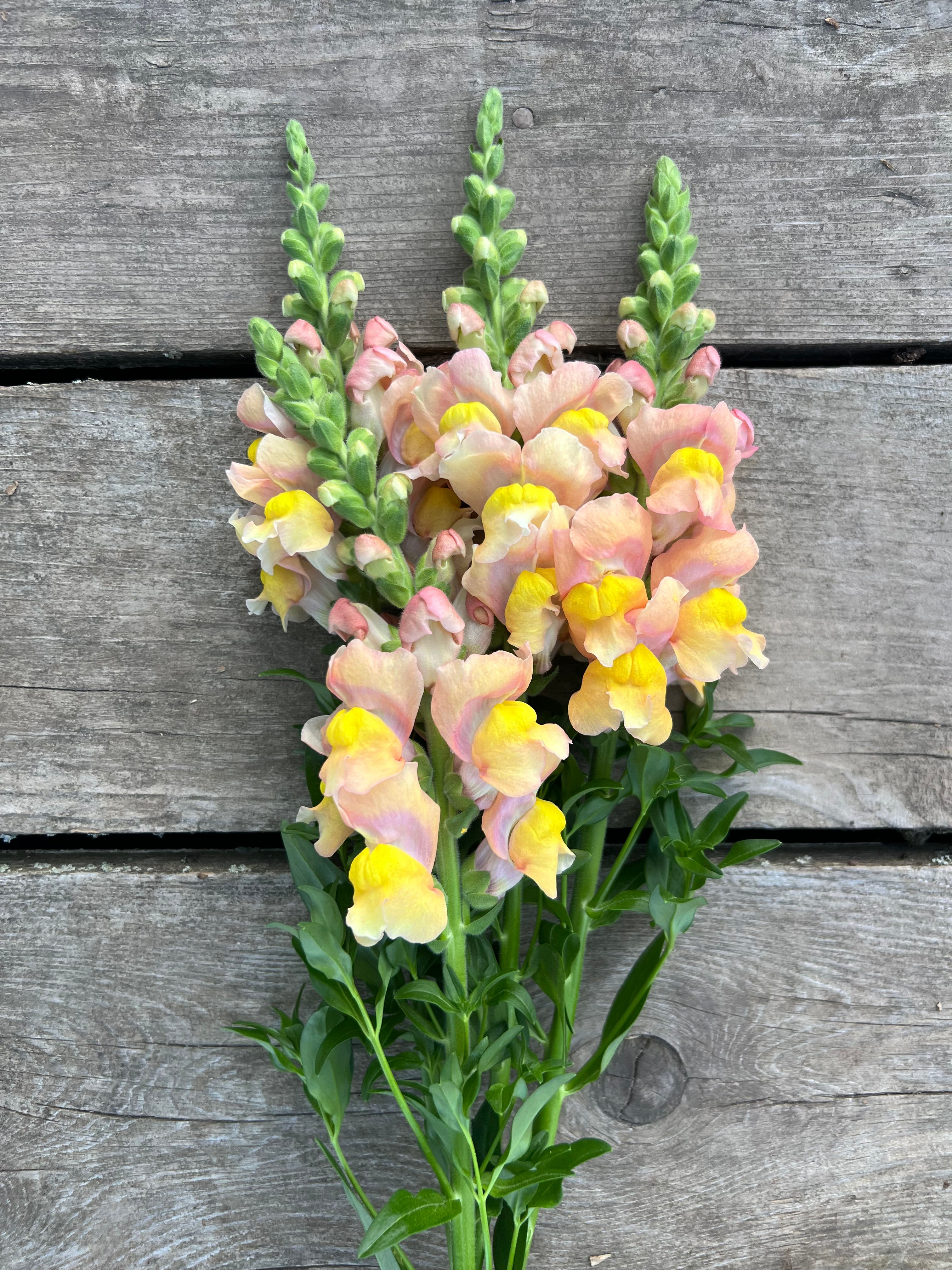 Snapdragon - Antibes Apricot I