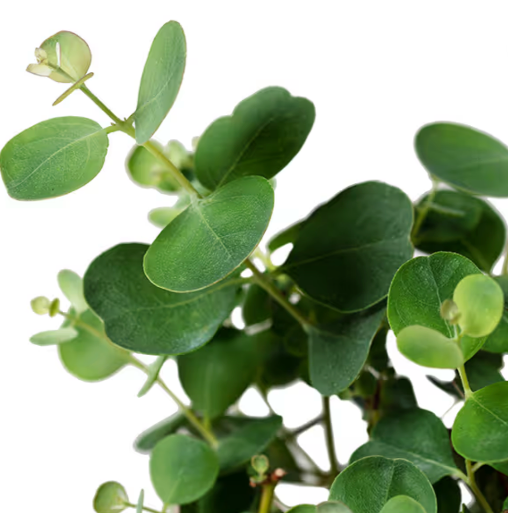 Eucalyptus - Heart Leaf Mallee
