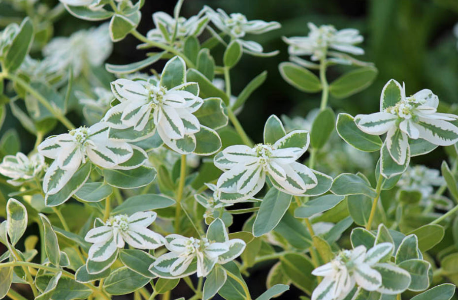 Euphorbia - Snow on the Mountain