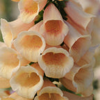 Foxglove - Dalmation Peach