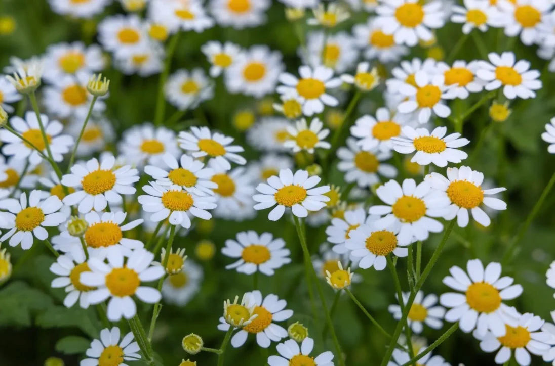 Feverfew - Campagne