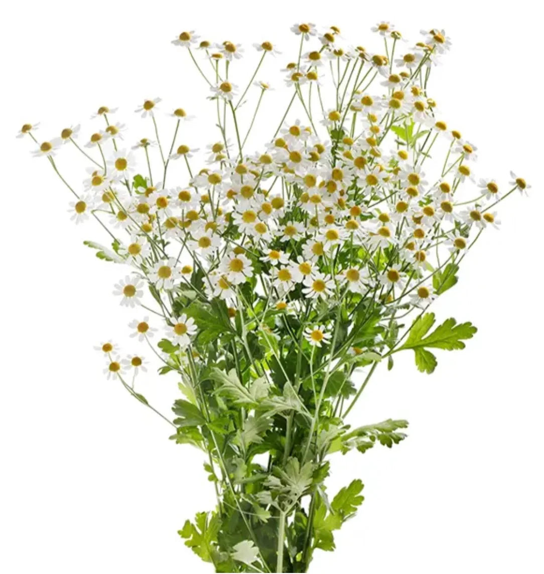 Feverfew - Campagne