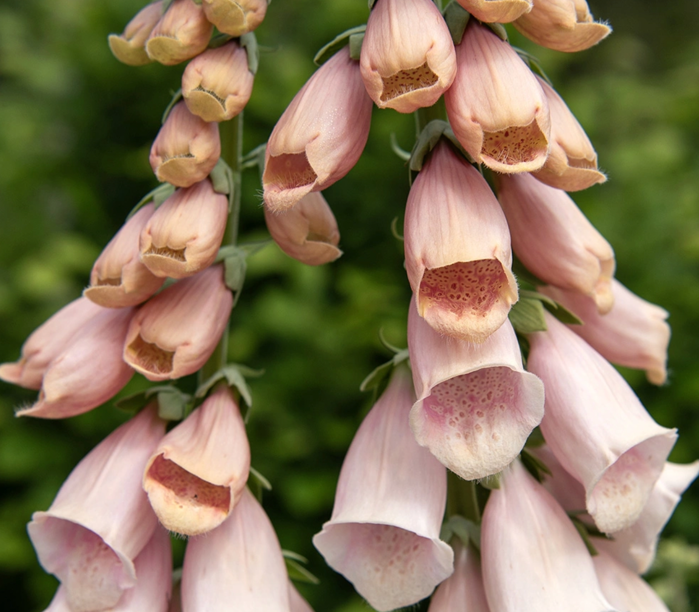 Foxglove - Apricot Delight