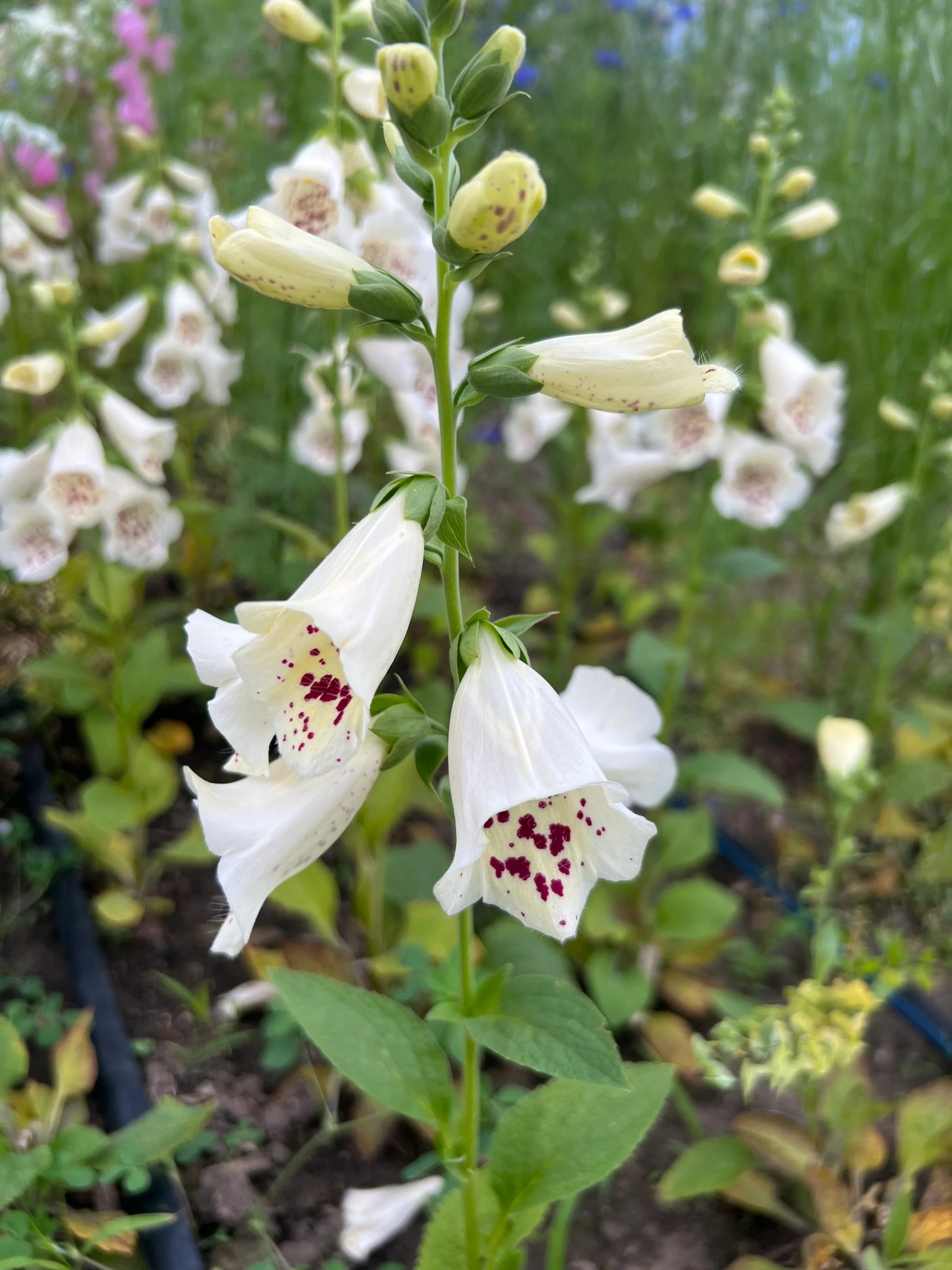 Foxglove - Camelot Cream