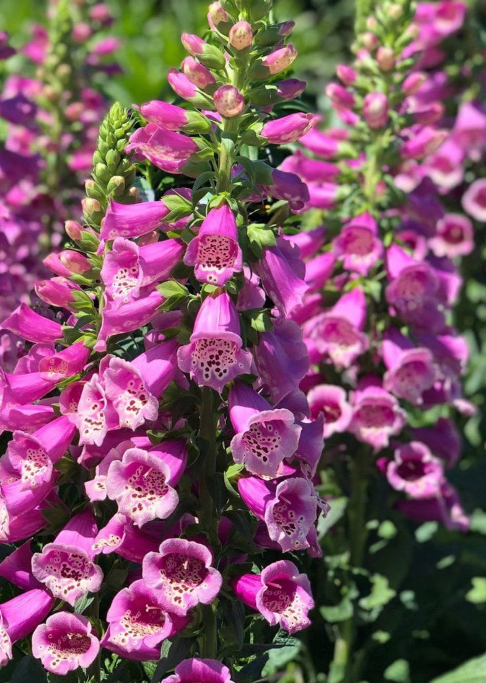 Foxglove - Camelot Rose