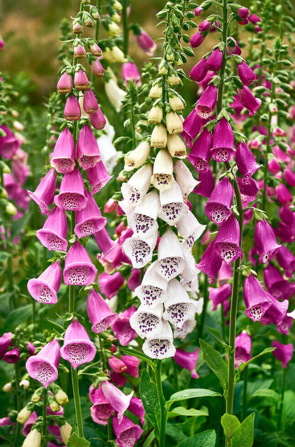 Foxglove - Excelsior Mix