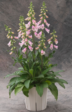 Foxglove - Hanabee™ Pink