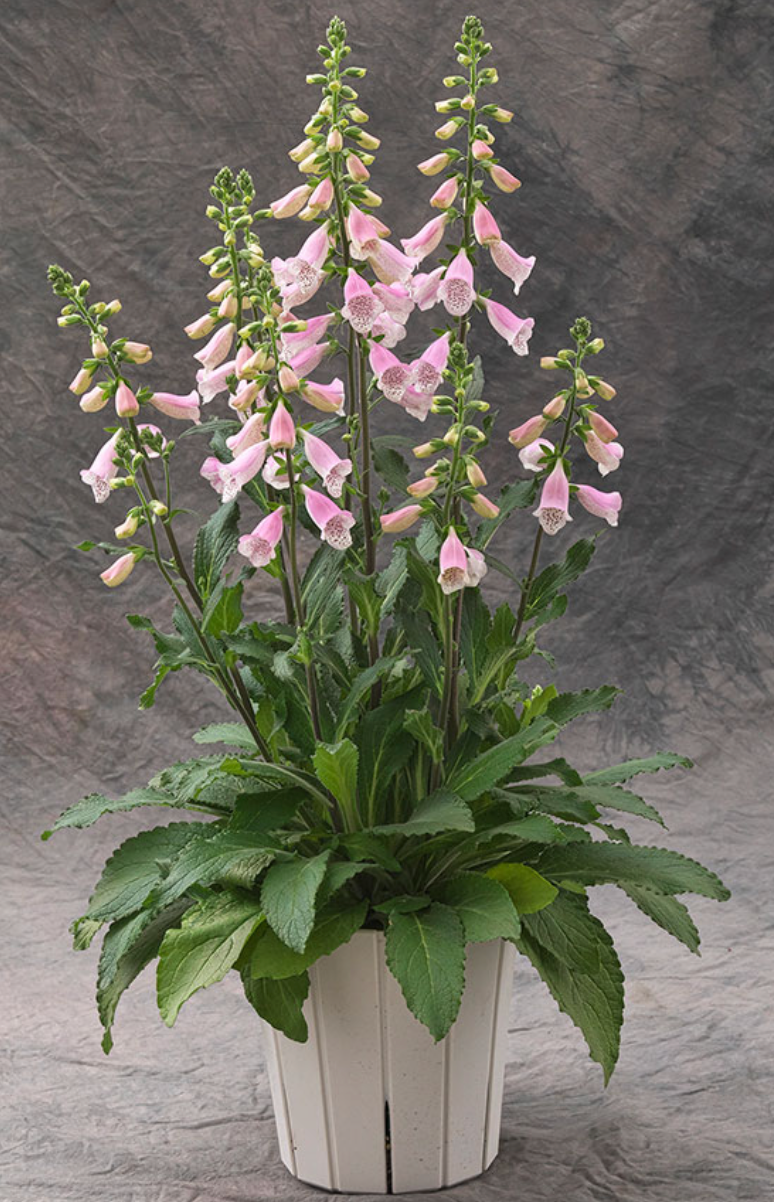Foxglove - Hanabee™ Pink