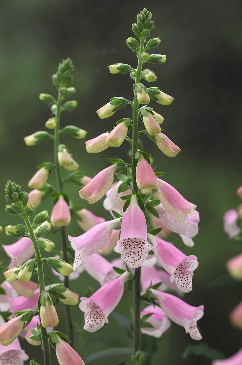 Foxglove - Hanabee™ Pink