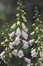Foxglove - Hanabee™ White