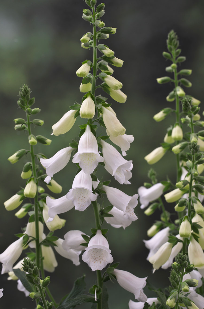 Foxglove - Hanabee™ White
