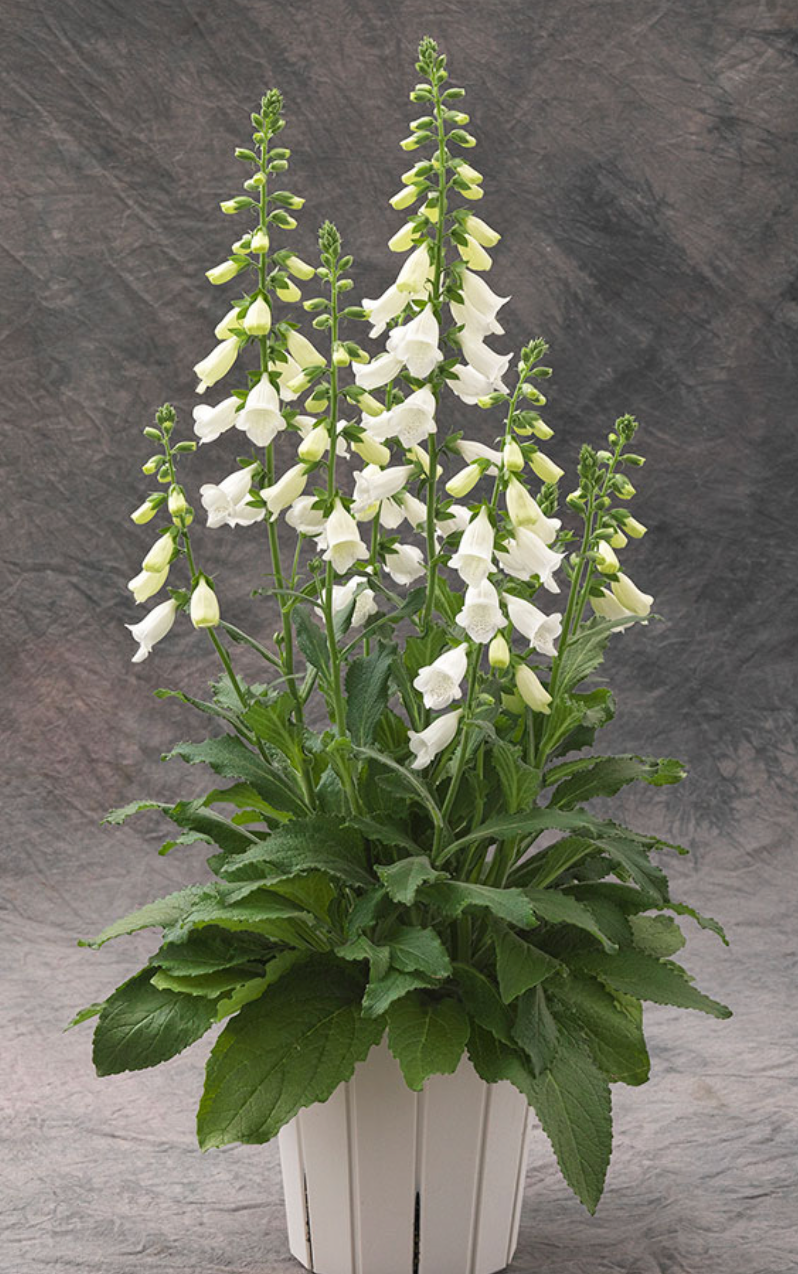 Foxglove - Hanabee™ White