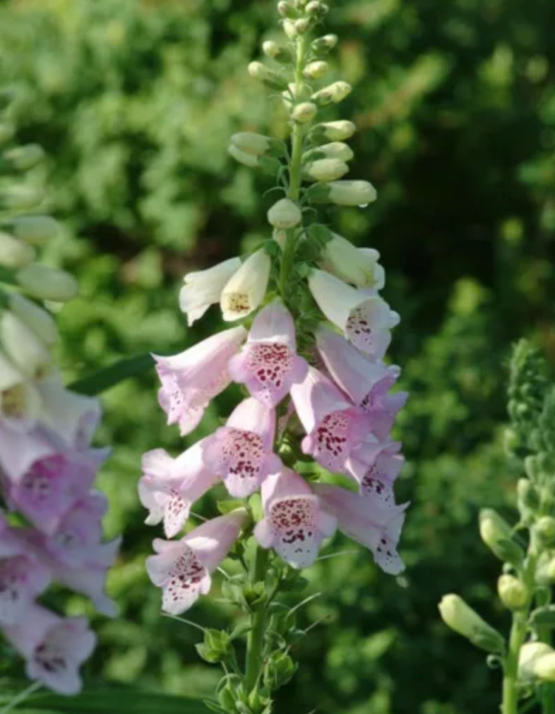 Foxglove - Camelot Lavender
