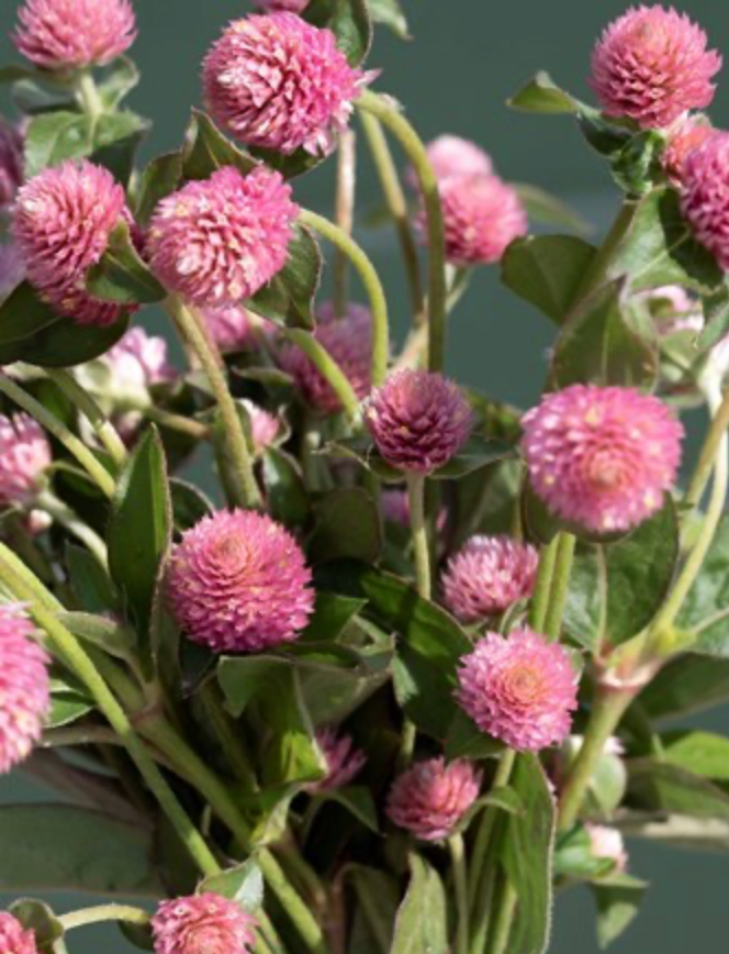 Gomphrena - Salmon Pastel