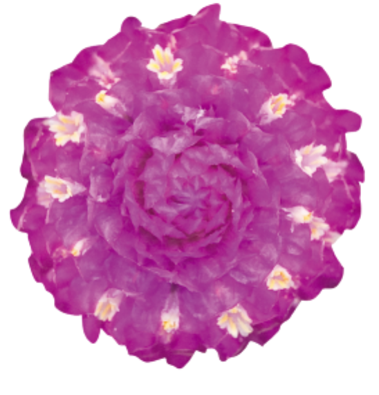 Gomphrena - Las Vegas Purple