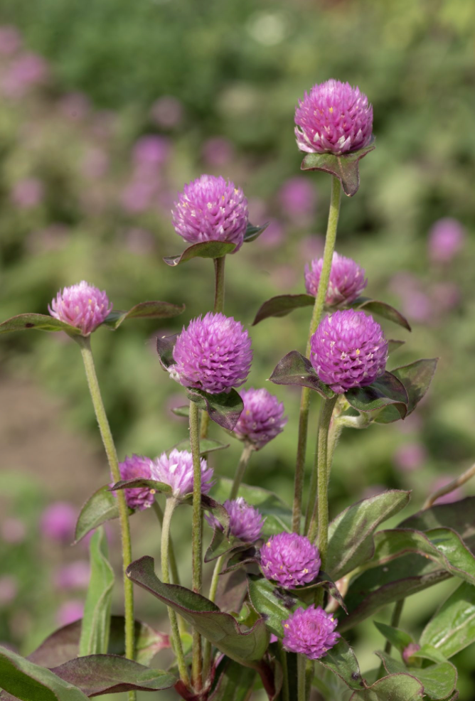 Gomphrena - Lavender