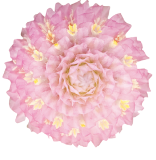 Gomphrena - Las Vegas Pink