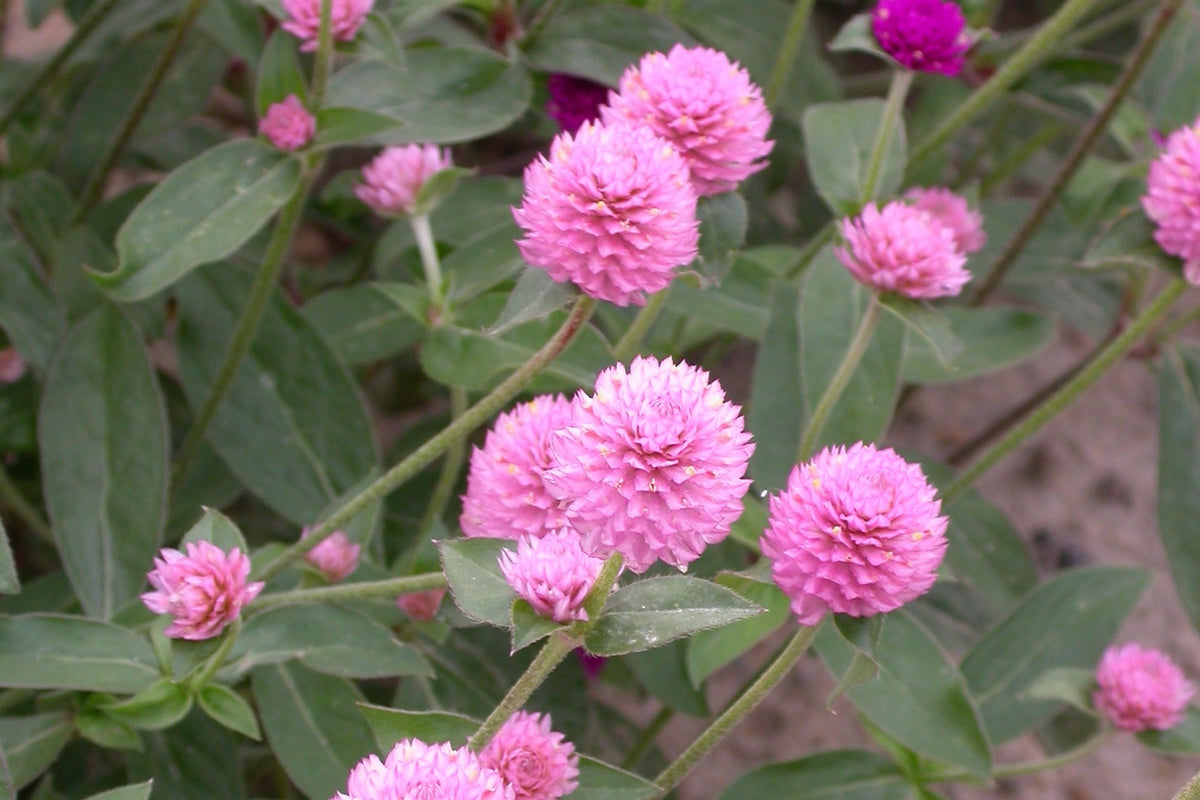 Gomphrena - QIS® Pink
