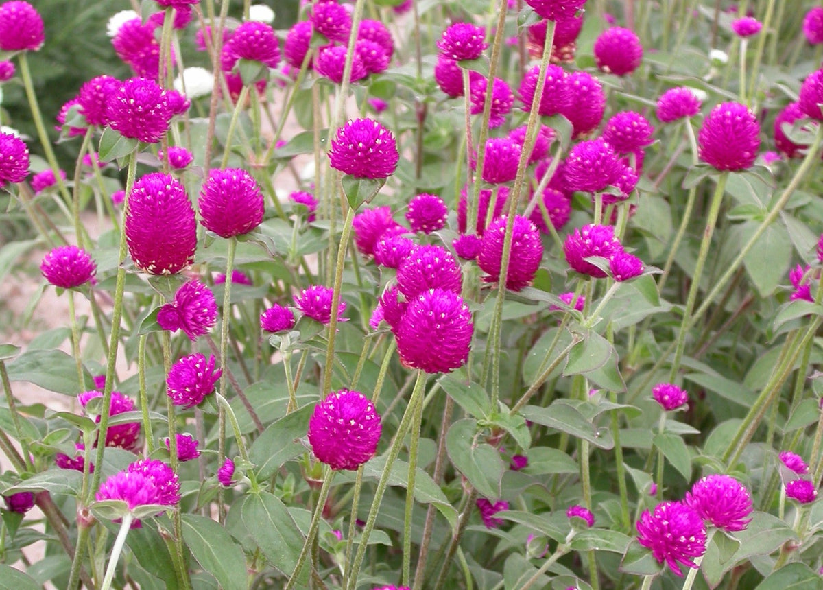 Gomphrena - QIS® Purple