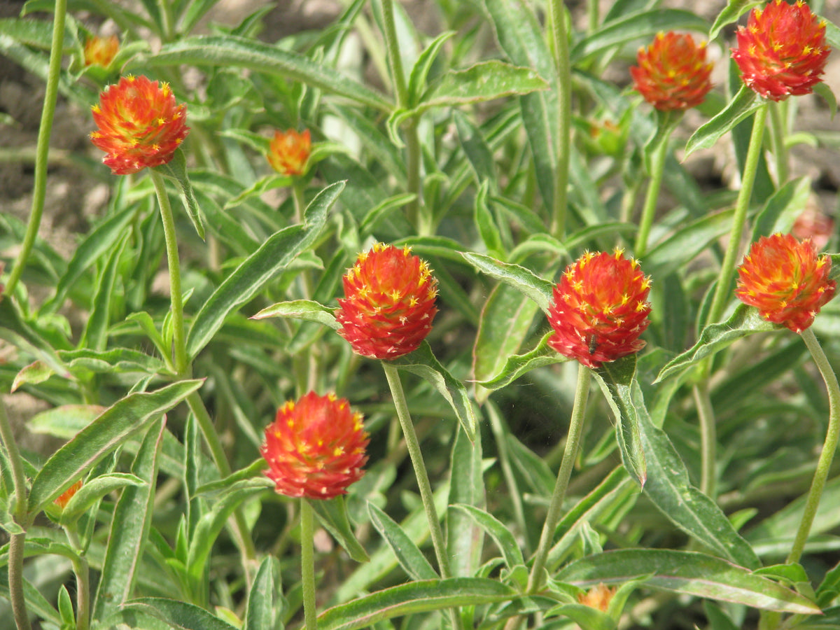 Gomphrena - QIS® Orange