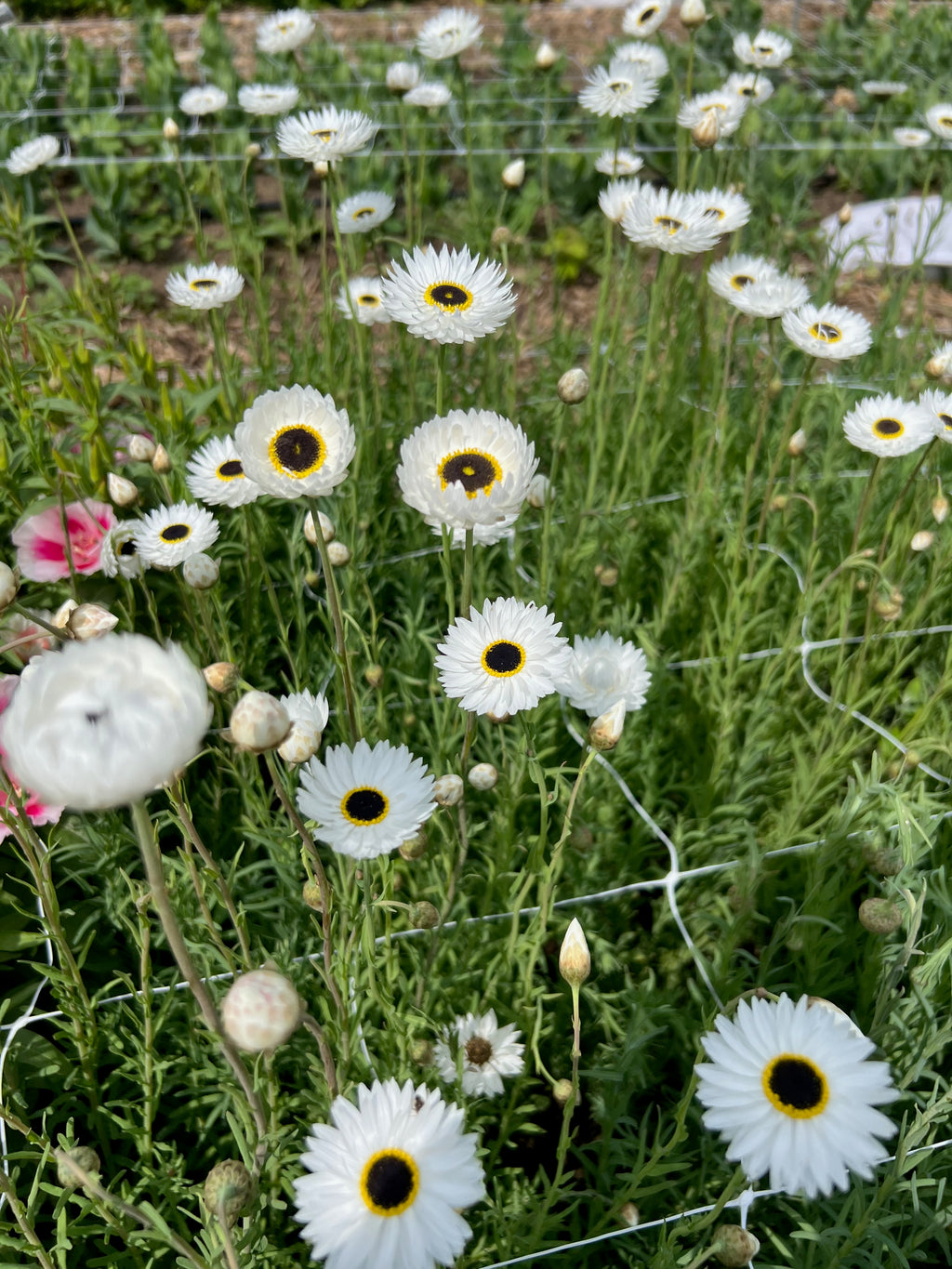 Helipterum - Pierrot White