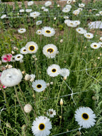 Helipterum - Pierrot White