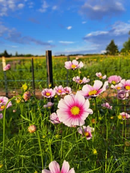 Cosmos - Sensation Daydream