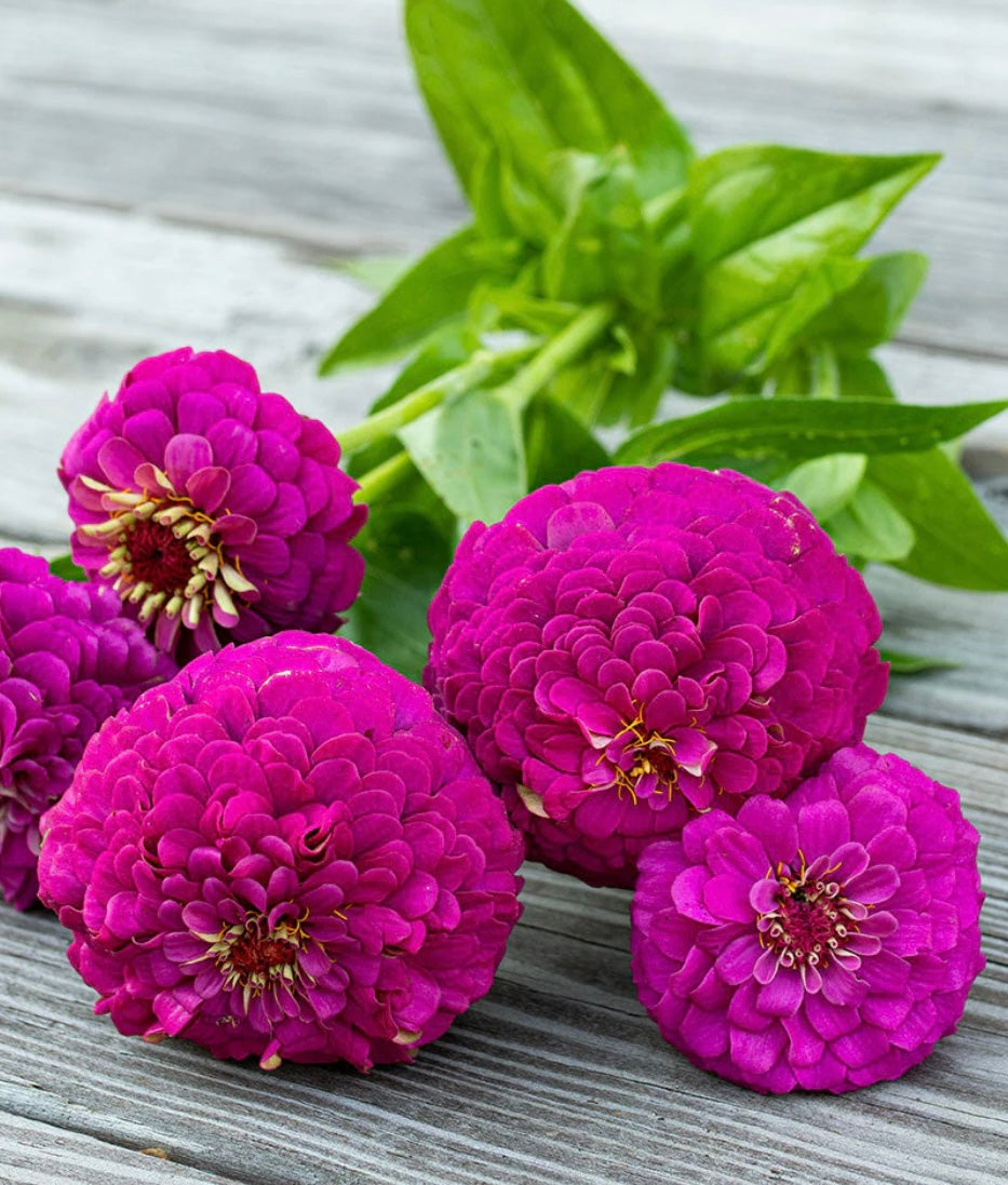 Zinnia - Oklahoma Carmine