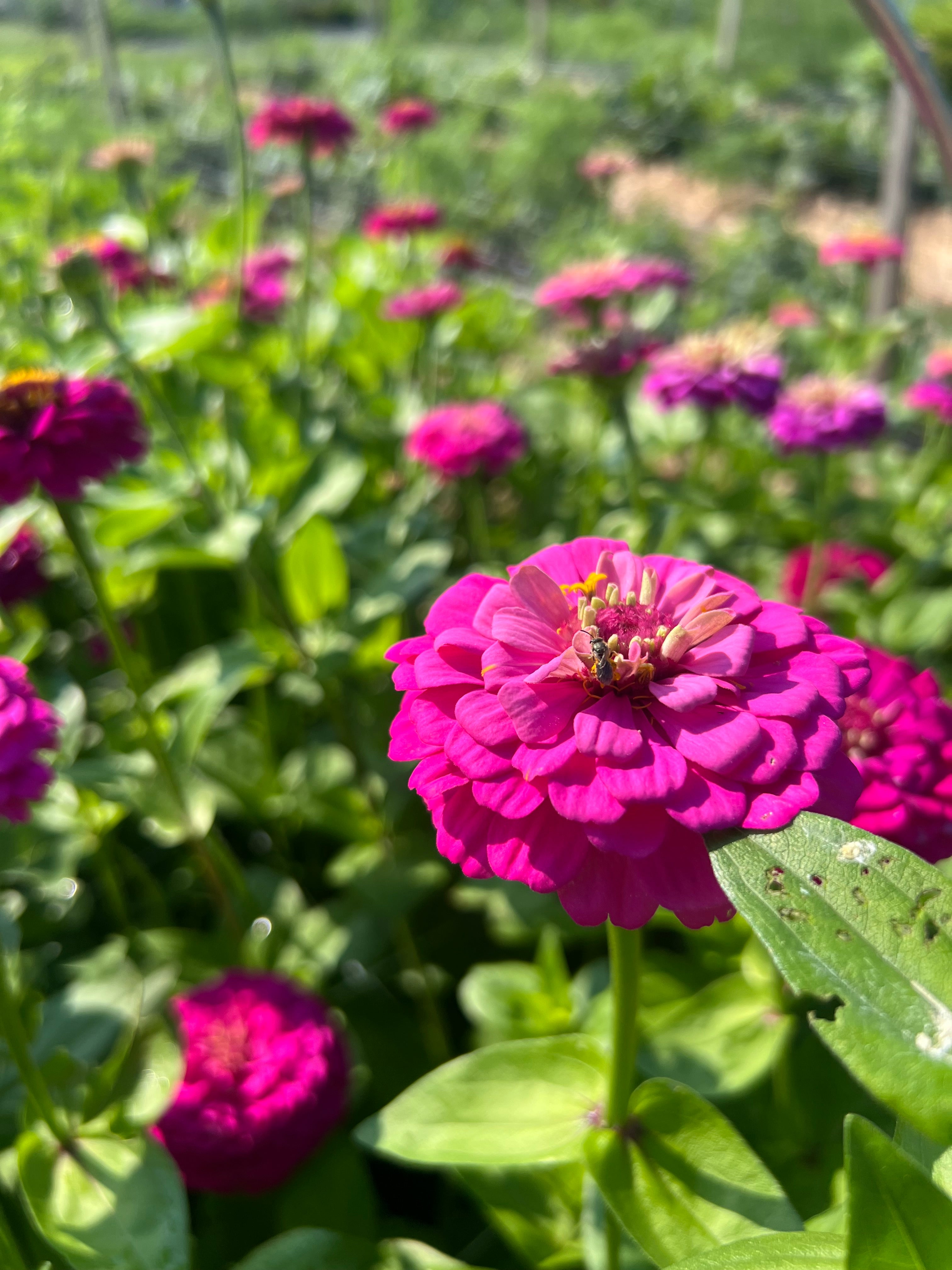 Zinnia - Oklahoma Carmine