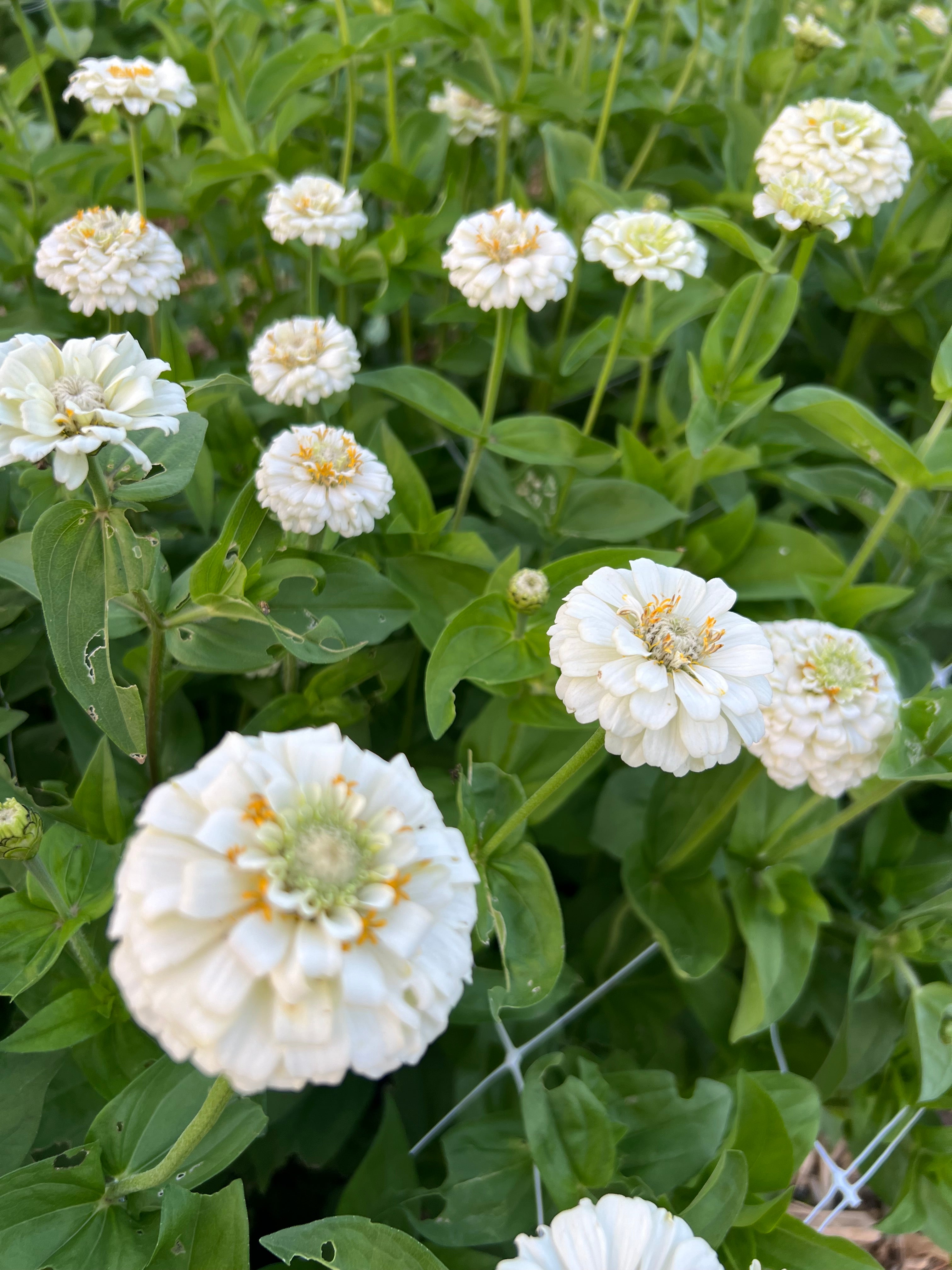 Zinnia - Oklahoma White