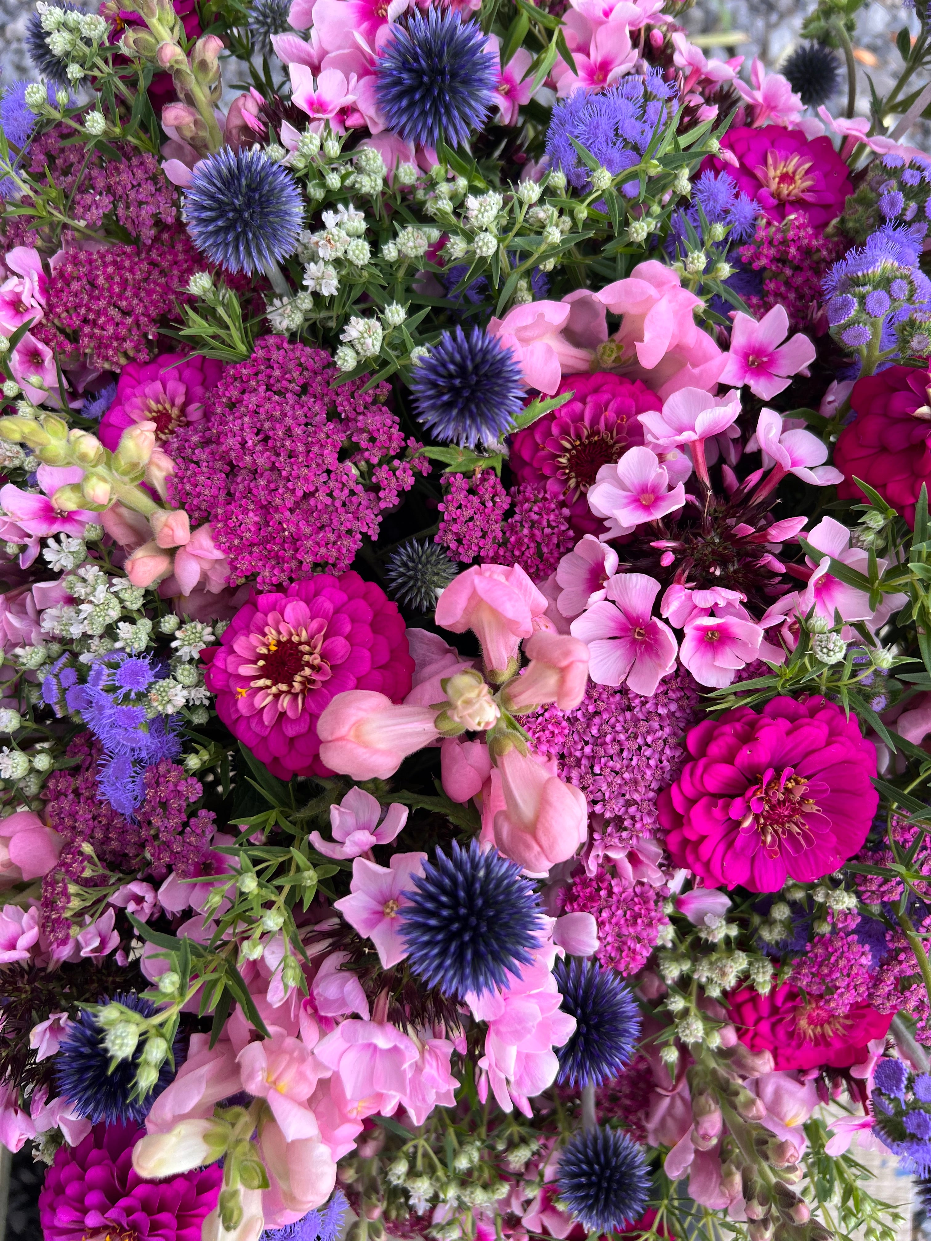 Zinnia - Oklahoma Carmine