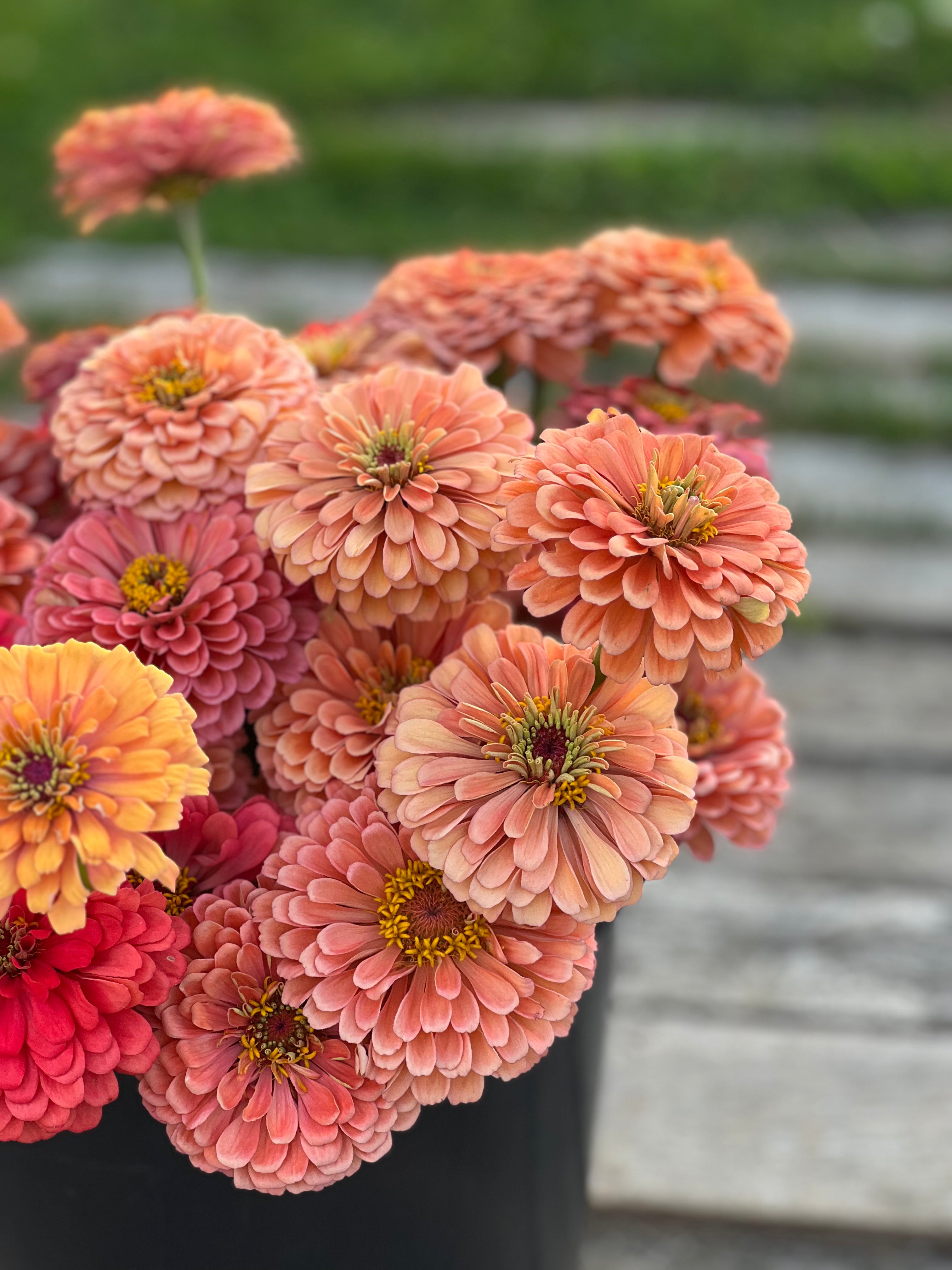 Zinnia - Benary's Salmon Rose